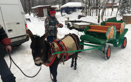 Ослик в Подворье