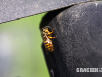 grachikoff-club-can-am-2013-62.jpg