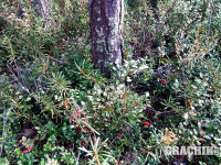 grachikoff-club-karelia2016-850-531-017.jpg
