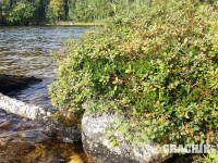 grachikoff-club-karelia2016-850-531-018.jpg