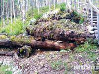 grachikoff-club-karelia2016-850-531-028.jpg