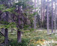 Прекрасная Карелия