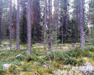 Прекрасная Карелия