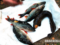 grachikoff-club-kareliya-850-531-15.jpg