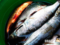 grachikoff-club-kareliya-850-531-22.jpg