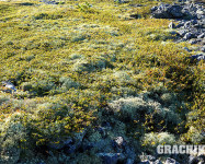 Grachikoff club на Северном Урале