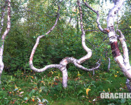 Grachikoff club на Северном Урале