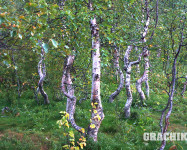 Grachikoff club на Северном Урале