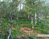 Grachikoff club на Северном Урале