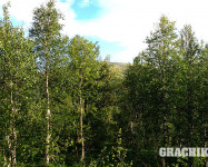 Grachikoff club на Северном Урале