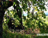 Grachikoff club на Северном Урале