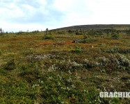 Grachikoff club на Северном Урале