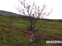 grachikoff-club-vidi-urala-850-531-202.jpg