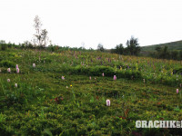 grachikoff-club-vidi-urala-850-531-204.jpg