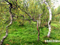grachikoff-club-vidi-urala-850-531-235.jpg