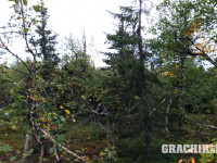 grachikoff-club-vidi-urala-850-531-325.jpg