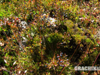 grachikoff-club-vidi-urala-850-531-362.jpg