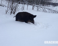 Подмосковные снегоходные выходные в расширенном составе